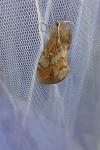 Dendrolimus pini