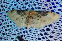 Idaea filicata