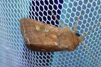 Lacanobia oleracea
