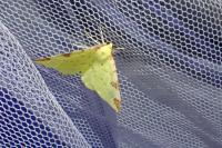 Opisthograptis luteolata