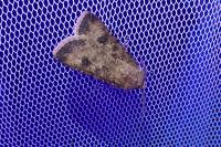 Agrotis segetum
