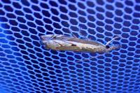 Platytes alpinella