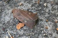Xestia xanthographa