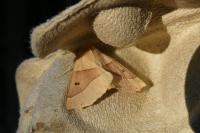 Crocallis elinguaria