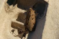 Agrotis exclamationis
