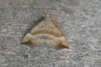 Hypena proboscidalis