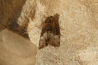 Mesoligia furuncula