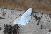 Idaea subsericeata