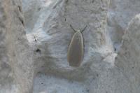Collita griseola