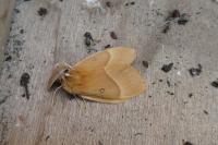 Lasiocampa quercus