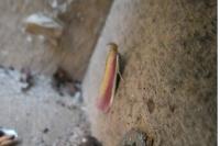 Oncocera semirubella