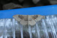 Idaea degeneraria