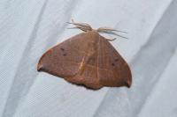 Watsonalla uncinula