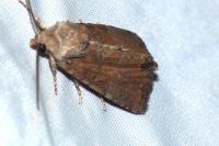 Mesoligia furuncula