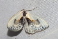 Cilix glaucata