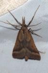 Synaphe punctalis