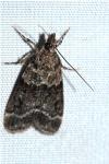Eudonia mercurella