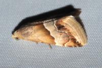 Eublemma parva