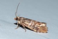 Clavigesta sylvestrana