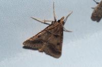 Stemmatophora brunnealis