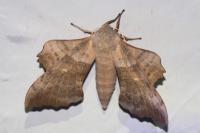Laothoe populi