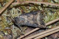 Agrotis ipsilon