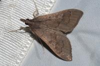 Mecyna asinalis