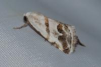 Eublemma candidana