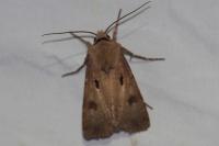 Agrotis exclamationis