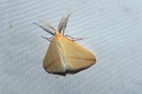 Rhodometra sacraria