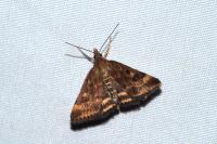 Pyrausta despicata