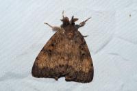 Lymantria dispar