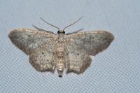 Idaea seriata