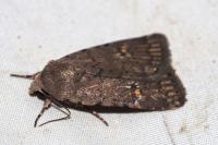 Caradrina flavirena
