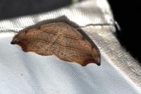 Laspeyria flexula