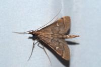 Dolicharthria punctalis