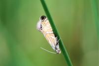 Glyphipterix thrasonella