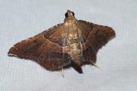 Endotricha flammealis