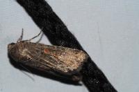 Spodoptera exigua