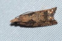 Acroclita subsequana