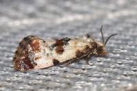 Cochylis hybridella
