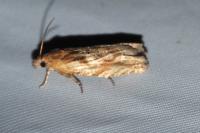 Eucosma