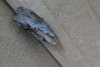 Galleria mellonella