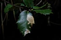 Stigmella suberivora