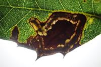 Stigmella suberivora