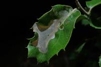 Acrocercops brongniardella