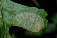 Phyllonorycter corylifoliella