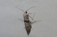 Scythropia crataegella