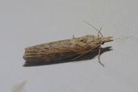 Lamoria anella
