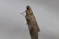 Acrobasis fallouella